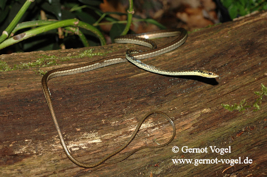 Dendrelaphis haasi